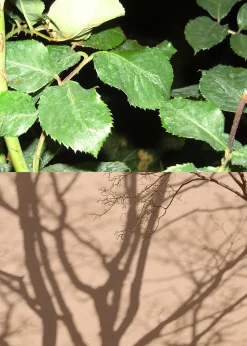 Fashion Eau De Toilette Kvinder Dufte