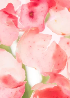 Online Eau De Toilette Kvinder Dufte